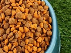 宁波宠物猫屋 精选宠物食品与特色用品服务