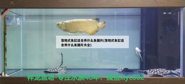 雷龙鱼饲养手册pdf全文（雷龙鱼饲养手册pdf全文免费阅读） 观赏鱼水族批发市场