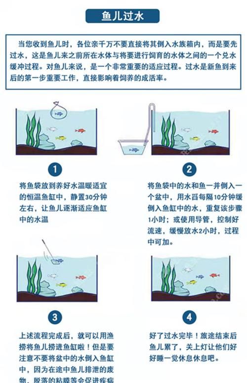 鱼如何饲养