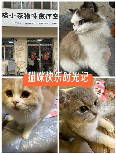 放松喵～心情也融化