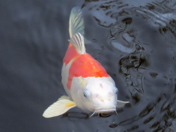 鱼缸型材配件批发（鱼缸型材配件批发市场在哪） 祥龙水族护理水