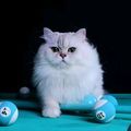 https://p0.meituan.net/userheadpicbackend/dc9ffd0d6f18c83e0cca2712bfbe375c363891.jpg%40120w_120h_1e_1c_1l%7Cwatermark%3D0