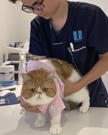 猫咪一岁来做心超体检➕打疫苗啦