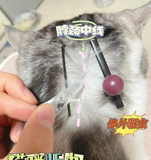 正确打开方式，猫咪体检全面了解（关键检查项目揭秘，让猫咪健康无忧）