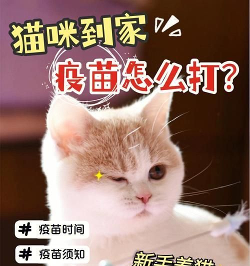 正确打开方式，猫咪体检全面了解（关键检查项目揭秘，让猫咪健康无忧）
