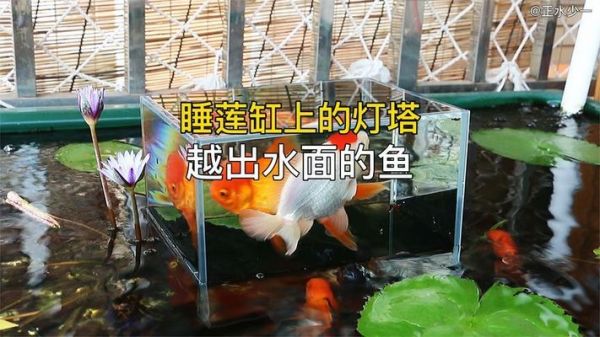 金华市婺城区圣海水族馆（金华市婺城区圣海水族馆地址） 全国水族馆企业名录