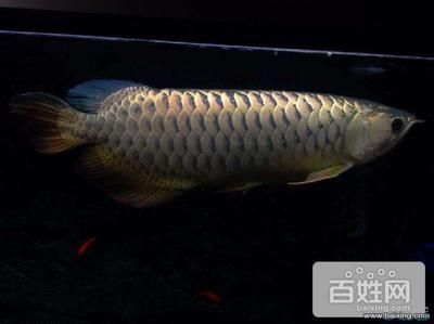 厦门市海沧区渔动乐水族馆（厦门市海沧区渔动乐水族馆地址） 全国水族馆企业名录