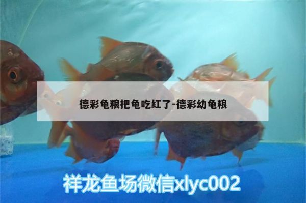 德彩龟粮把龟吃红了:德彩幼龟粮 乌龟