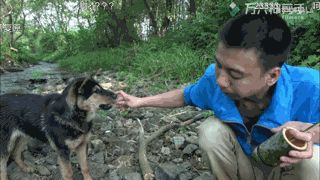 宠物猪长大后的样子，宠物猪女装