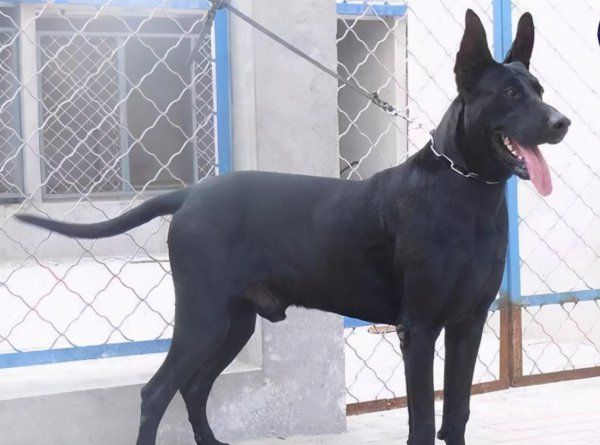 大型犬黑色的有哪几种