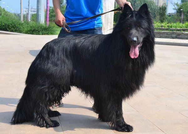 大型犬黑色的有哪几种