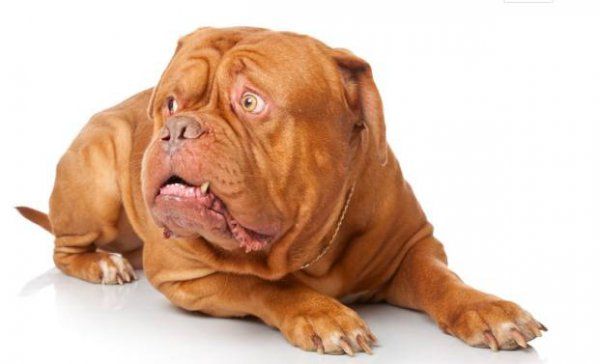 大型犬哪种好养