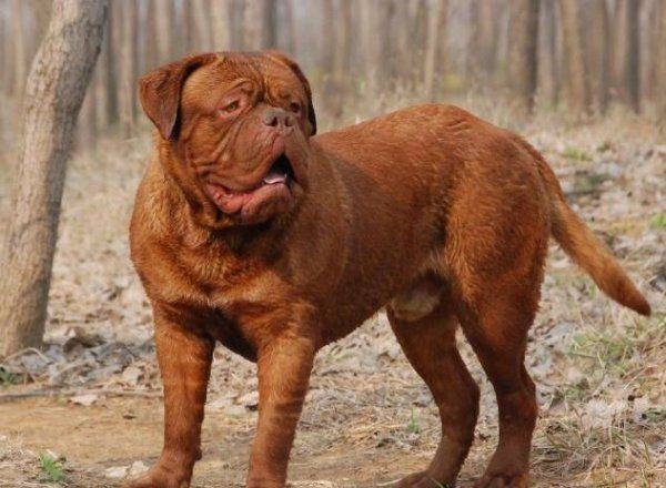 大型犬哪种好养