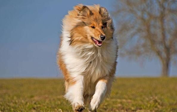 大型犬哪种好养