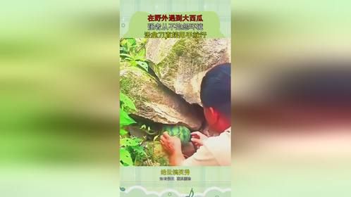 在野外遇到大西瓜，强者从不抱怨环境，没拿刀直接用手就行！