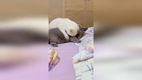 小面包车总欺负大卡车了