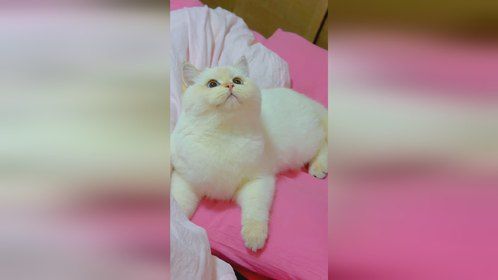 猫猫我下手算轻的，养到我你就偷着乐吧