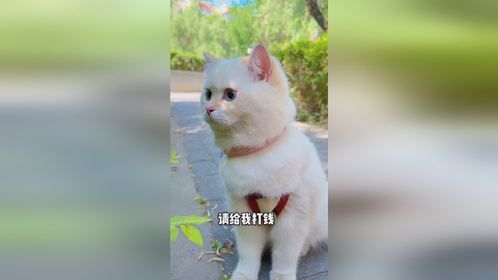 瓜瓜我，是玉兔