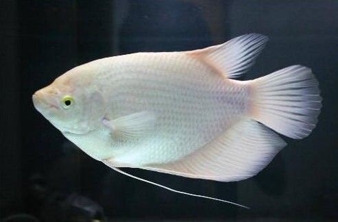 招财鱼的饲养教程