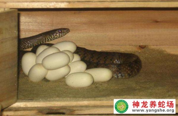 我一个初学者养蛇成本是多少？