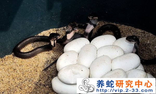 养蛇投资大吗