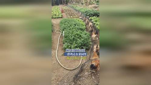 网友自制鸡过道，一群鸡走在菜园里，一颗蔬菜都没有被吃