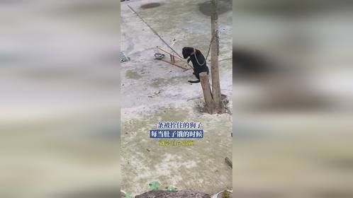 一条被拴住的狗子，每当肚子饿的时候，就会自己敲碗