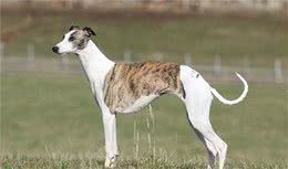 寻根问祖系列（89）：惠比特犬（Whippet）