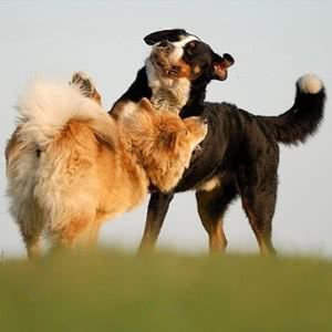 欧亚大陆犬