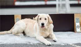 行业人建议：想养宠物犬，劝你选择这10种寿命长的狗狗