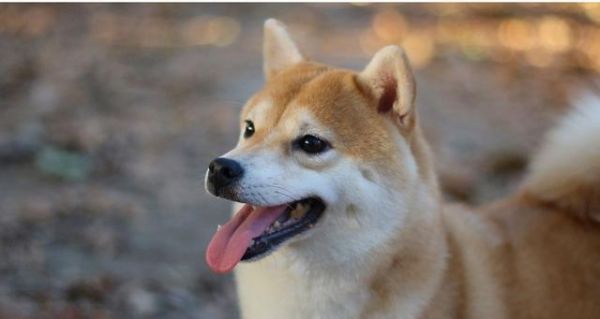 如何养好柴犬（以宠物为主，打造健康快乐的柴犬生活）