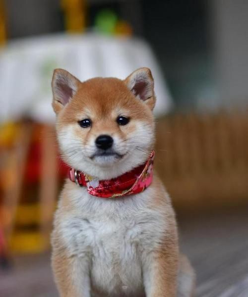 如何养好柴犬（以宠物为主，打造健康快乐的柴犬生活）