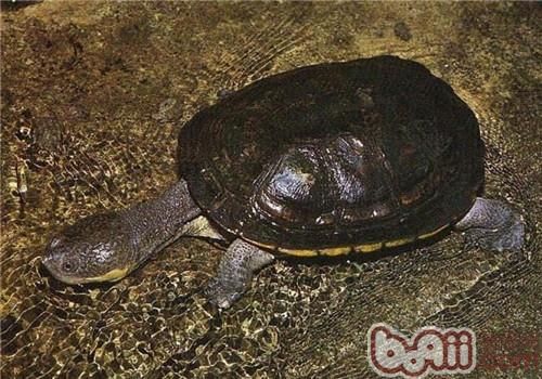 巨头蛇颈龟的饲养要点