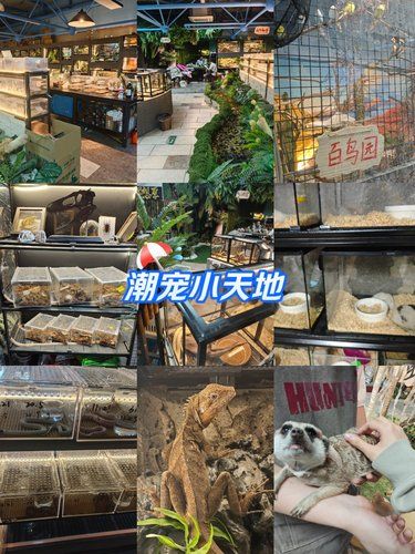 可以撸宠的潮宠小天地[点赞]