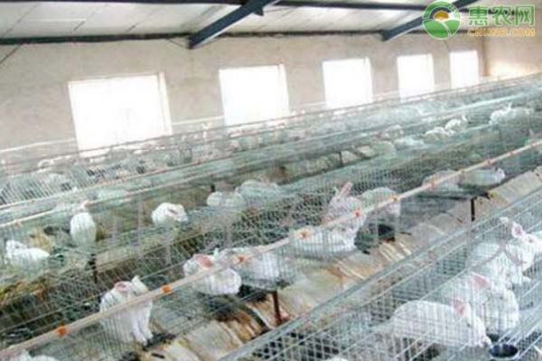 兔子养殖技术-图片版权归惠农网所有