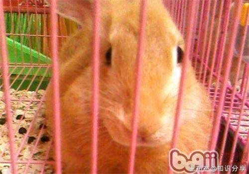柏鲁美路兔的选购及饲养要点