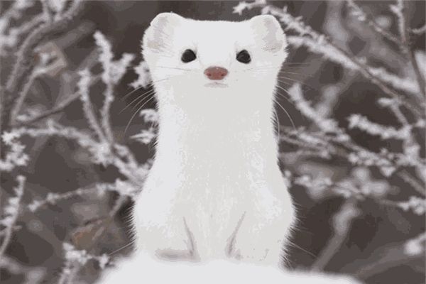 雪貂宠物