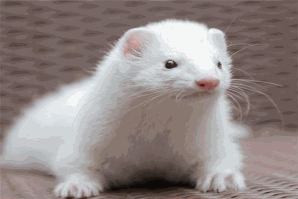 雪貂宠物