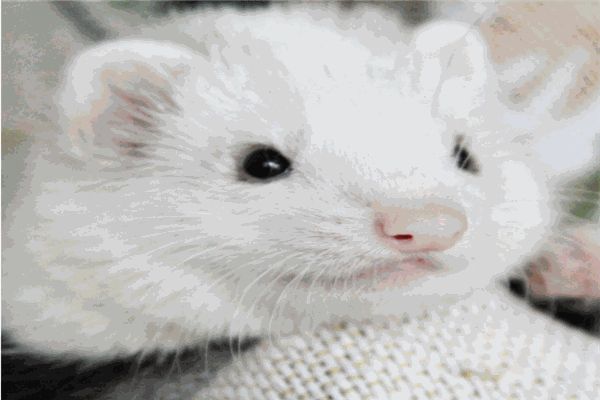 雪貂宠物