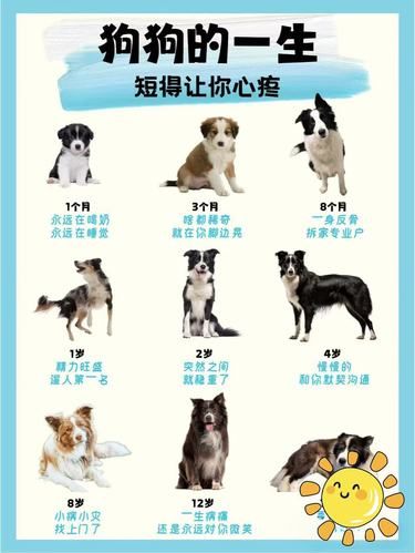 狗狗与我们的年龄对比，让我们更好的了解他