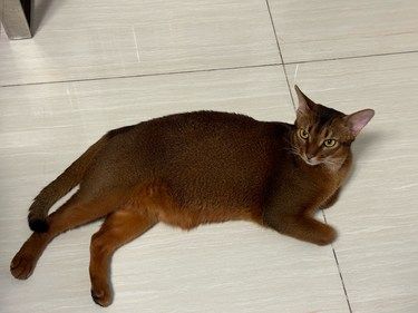 13斤的阿比西尼亚你们见过吗