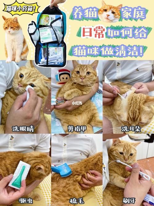 如何帮小猫清洁