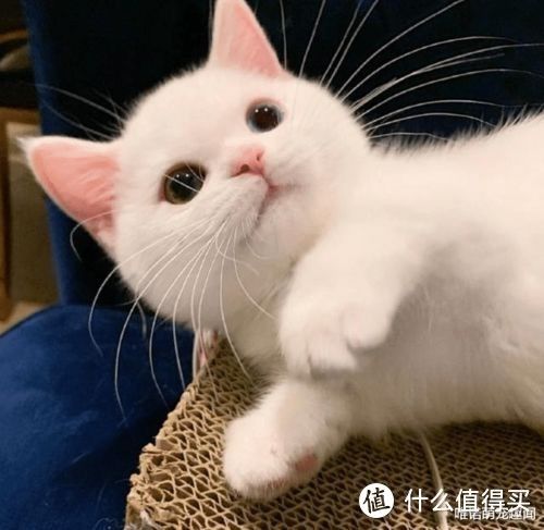 铲屎官的日常：与猫咪共同生活的点点滴滴