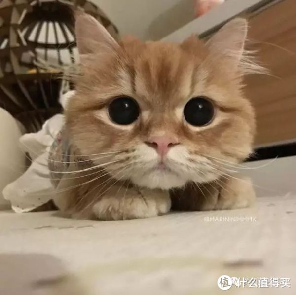 铲屎官的日常：与猫咪共同生活的点点滴滴