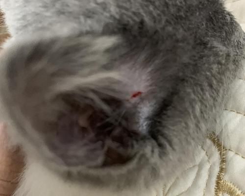 狗狗耳血肿出脓水，该如何应对（宠物主人必读的耳部健康知识）