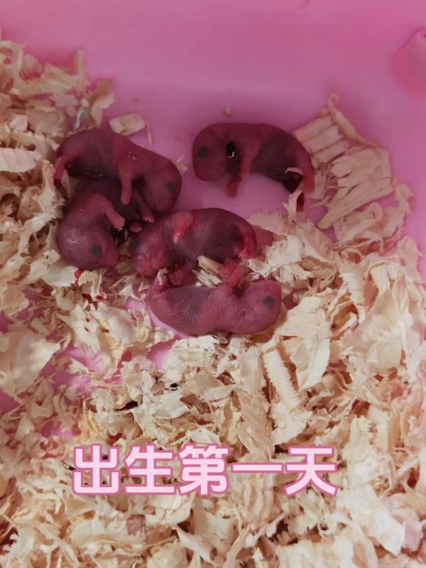 仓鼠的养殖技术和方法-仓鼠的养殖技术和方法视频