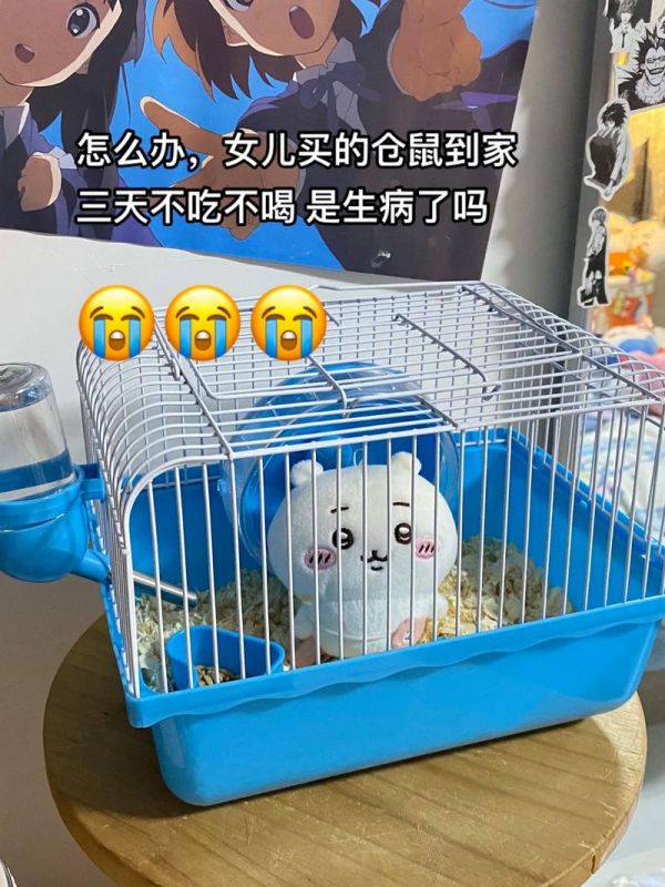 仓鼠的养殖技术和方法-仓鼠的养殖技术和方法视频