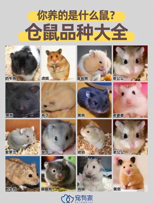仓鼠养殖技术大全,仓鼠养殖技术大全视频
