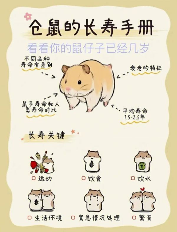 仓鼠养殖技术大全,仓鼠养殖技术大全视频