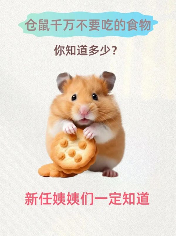 仓鼠的养殖技术与管理,仓鼠的养殖技术与管理方法